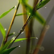 Alan Harper's photo