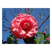Joyce Young's photo