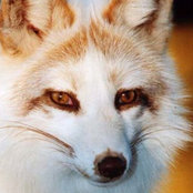 Foto de crckfox