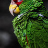 Green Parrot Cute Funny Animal Macro Photography, 20"x30", Canvas Print