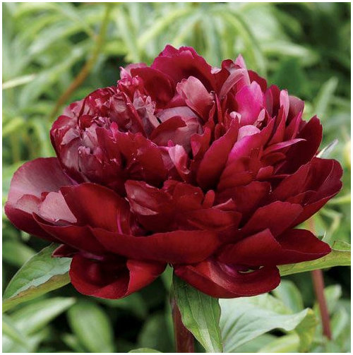 Has anyone grown the Peony Armani?