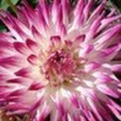 Michelle Hirsch's photo
