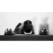Shannon Nakano's photo