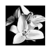 Daneen Terrell's photo