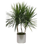 Scape Supply - Live 4' Tarzan Staggered Package, Chrome - The Tarzan Staggered package includes a 4 foot Dracaena Tarzan grown with 3 main branches and a bushy top making a great tree looking option.  The Tarzan is similar to a Marginata with thin spikey leaves and a woody trunk.  They do great with low water and like a medium lit area.  They are easy to maintain and care for and extremely tolerant to a  non plant person.  The package includes our commercial grade planter in a color of your choice, deep dish saucer, and moss covering. The Tarzan lends a nice addition to a modern or southwest interior design style and is also at home with a variety of looks.  The bushy top gives it more volume than the Standard variety fills a space similar to a medium sized bush.   The live tropical plant will arrive cleaned and ready for display in its' new home.
