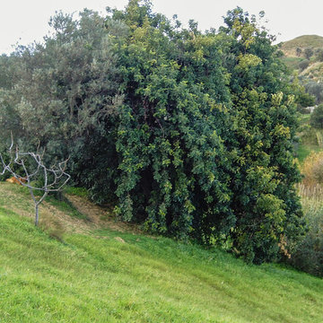 Ceratonia siliqua, carrubo, carob tree