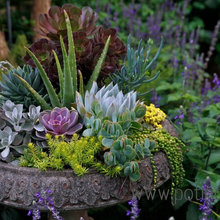 sheila_staggs's ideas