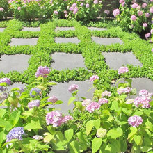 J's garden ideas