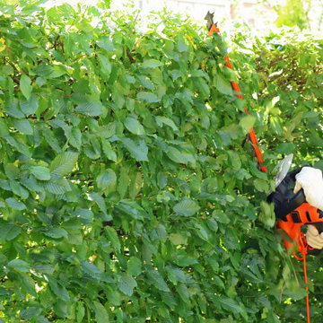 Bush Removal & Shaping