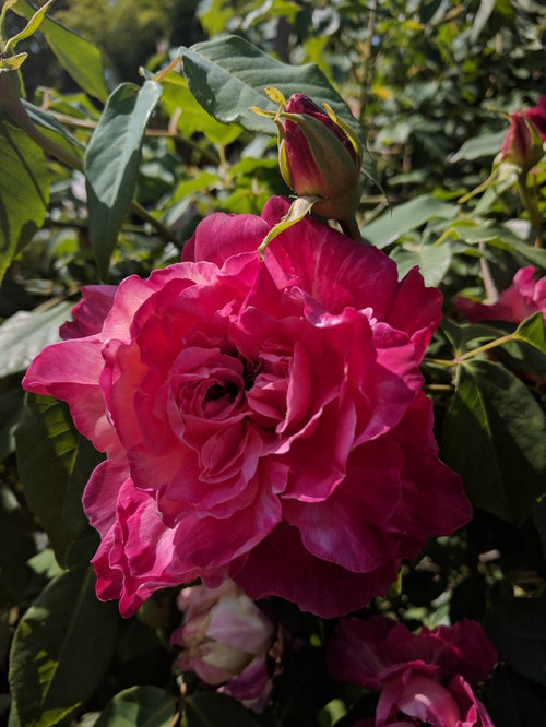 Yes, tea roses will grow in the PNW!