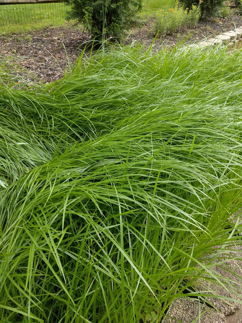Ornamental grass