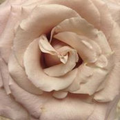 Brooke Bartley Rushing's photo