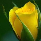 Lorri Thompsons foto