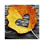 Debi Lambert's photo
