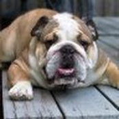 Stephen Johnson's photo