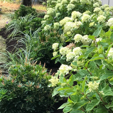 Foundation plants