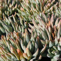 Aloe brevifolia - Gardening And Lawn Care
