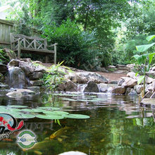 Koi pond