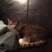 David Lichtenstein's photo