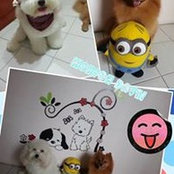 Foto di Scobby Tan