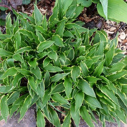 Hosta - Products