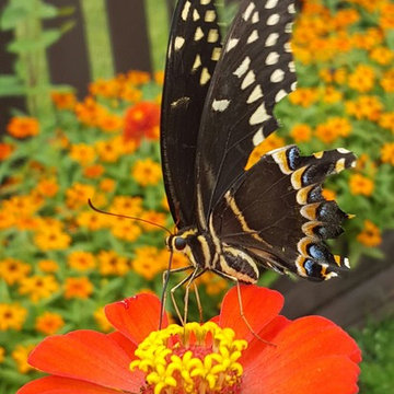 Butterfly Gardens