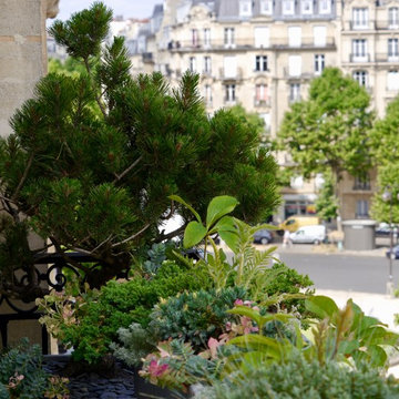 Balcon - "Inversion des pôles" - ligne végétale sur un balcon haussmannien