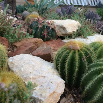 Miscellaneous Cacti & Succulent Landscapes by Rhinamic