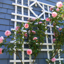 flowers  on the wall