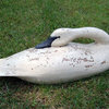Water Fowl 24 in. Sleeper Swan in Vintage Bla