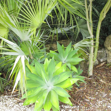 Individual Plant Photos # 1:Customer Aid (Not complete- hundreds will be here)