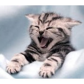 Donna Augustine's photo