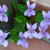Sonja Sonja's photo