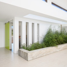 indoor tree