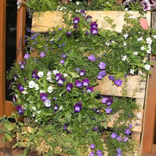 Garden Ideas
