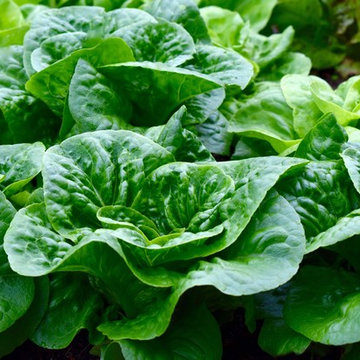 G A R D E N - The Edible Garden
