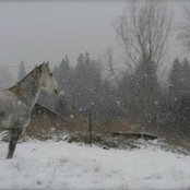 Foto von Shelly Boyd