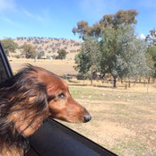 longdogs's photo