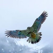 Kea Nestor's photo