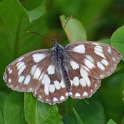 Aponi68s foto