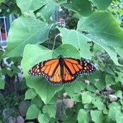 Sara Mammosser's photo