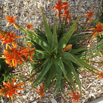 Aloe 'Always Red'