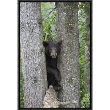 "Black Bear juvenile male in tree, Orr, Minnesota"  by Matthias Breiter, 13x19"