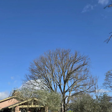 Greenview Tree Care