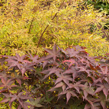 Favorite Plants
