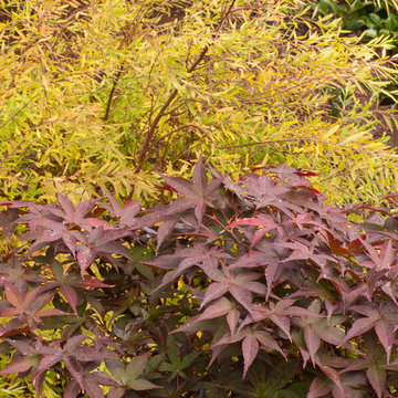 Great Design Plants