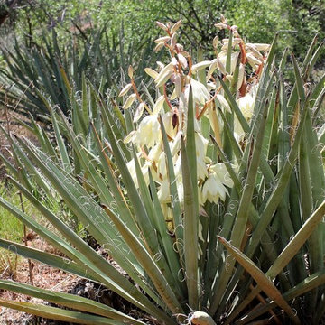 banana Yucca