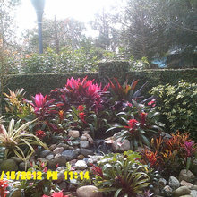 yard ideas