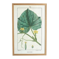 BOTANICAL WALL ART &ndash; CUCUMBER - NEW - Products