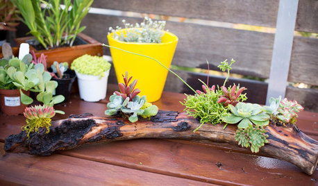 DIY Project: A Driftwood Centrepiece Alive With Succulents